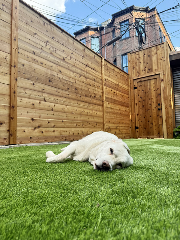 Fitler Square clear-coated cedar fence and Gothic enclosure/gate, with Garden Mark Montana artificial turf. Millie approves!